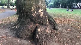 PUG climbs tree