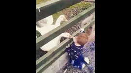 Angry goose teaches toddler a lesson