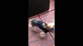 Teacup Yorkie wearing sunglasses devouring Taste of the Wild canned dog food with gusto