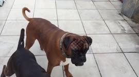 Boxer Dogs can’t Catch