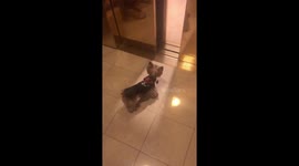 Teacup Yorkie Ritz-Carlton New Orleans pet friendly hotel, must hop to clear the entrance to elevator shafts