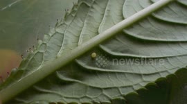 Monarch Life Cycle Completed