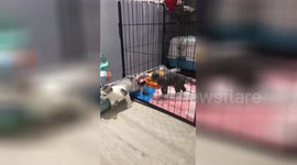 Cat squeezes through small gap on cage