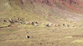 Llamas in Peru - Rainbow Mountains