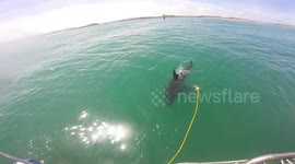 Great white Shark Attacks bait during Diving in South Africa