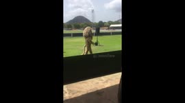 Sri lankan match fever