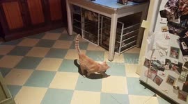 Cute Kitten Chasing Its Tail