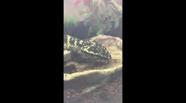snake drinking from a water bowl