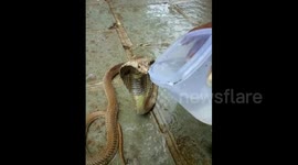 Incredible moment deadly cobra gulps water offered by rescuer