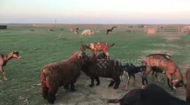 Daring baby goat spends her days ‘sheep-hopping’ on family farm