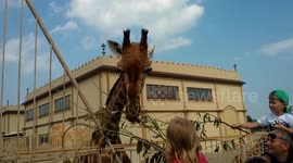 Zoo Twelve Months of Sea of Pleasure