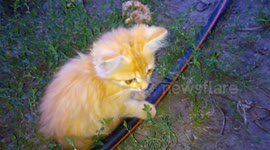 Red kitten Shekel