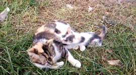 Little kitten sucks milk from his cat mom