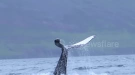 Iceland, Dalvik - watching crazy humpback whale from the RHIB boat