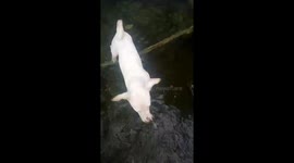 Puppy goes swimming through flooded road