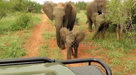 Cheeky baby elephant takes on safari vehicle