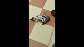 Cat fight on floor.