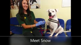 Dog enjoys daily foot spa with her canine carer