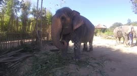 Elephant sanctuary in Thailand