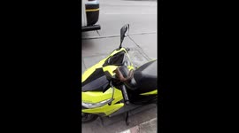 Moped rider finds a python slithering across his handle bars