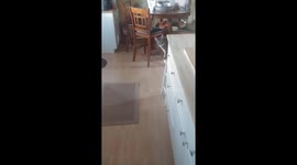 Cat says hello back to me