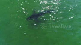 Is this the shark that bit man in Cape Cod?