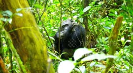Chimpanzees in Kibale National Park, Uganda.