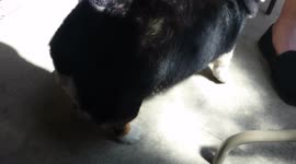 Corgi Send Dissaproves The Bang Bang Trick