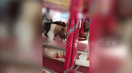 Carousel of cruelty: Live pony fairground ride sparks fury