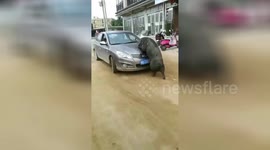Wild boar tries to mate with a car