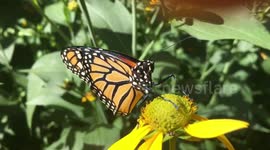 Bon Voyage Monarch Butterfly #4