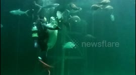 Take your partner by the flipper: Diver dances with enormous turtle