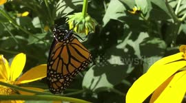 Monarch Butterfly #4 Taste of Freedom Resting in My Garden