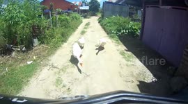 Geese to motorbike driver: ‘You shall not pass!’