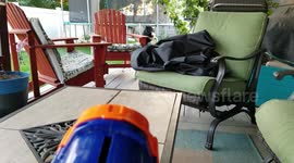 Dog snatches ball launched from Nerf gun out of the air