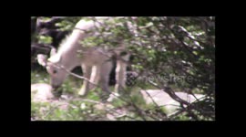 Rocky Mountain Goat babies in Glacier and Yellowstone National Parks