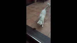 Cat loves her playtime with a mouse