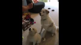Learning to Sit