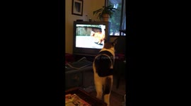 Animal Channel Fan