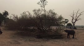 Baby Elephant Eating from Tree