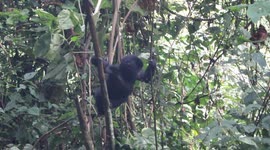 US tourist captures moment baby gorilla falls out of tree
