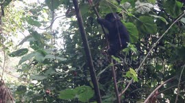 Hungry baby gorilla tumbles off tree while eating