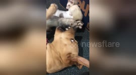 Dog plays with ferret friends