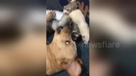 Dog plays with ferret friends
