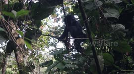 Hungry baby gorilla tumbles off tree while eating