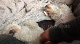 Dog loves her tummy tickles