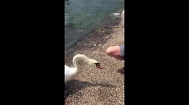 Swan is attacking while being fed