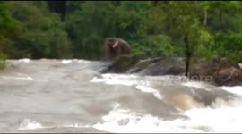 Elephant stranded in overflowing river is saved by Indian forest officials
