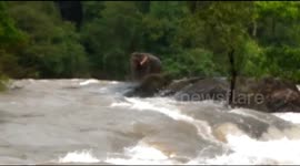 Elephant stranded in overflowing river is saved by Indian forest officials