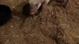 Piglet destined for the SLAUGHTER HOUSE finds new home on idyllic ranch
